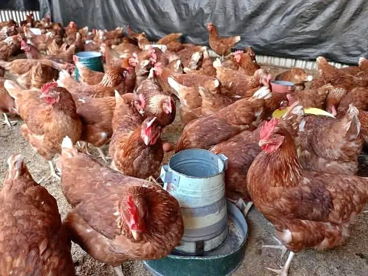 Layers, 🔹 18 21 weeks old at the point of lay = R50