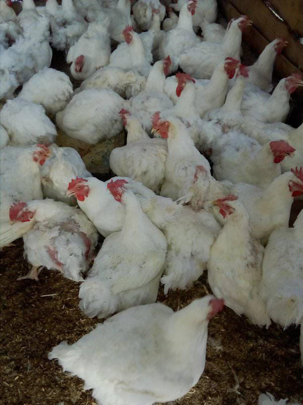 🔹 8 weeks old 4.2 kg = R40