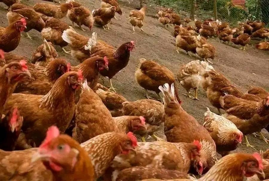 🔹 Off layers = R30 each